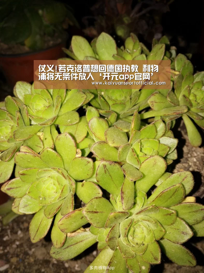 开元app官网